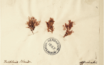 CFP: Images scientifiques/images artistiques : croisements methodologiques